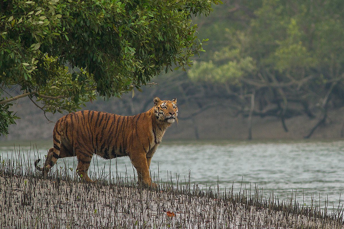 Parque Nacional Sundarban, West Bengal
