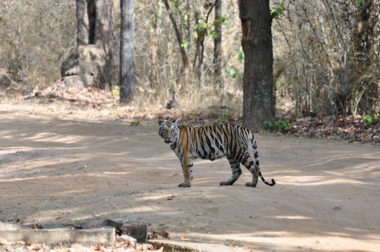 Tadoba-Andhari reserva del tigre, Maharashtra: