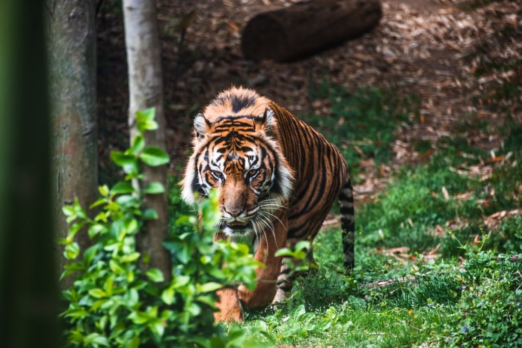 Reserva de Tigres de Bandhavgarh, Madhya Pradesh: