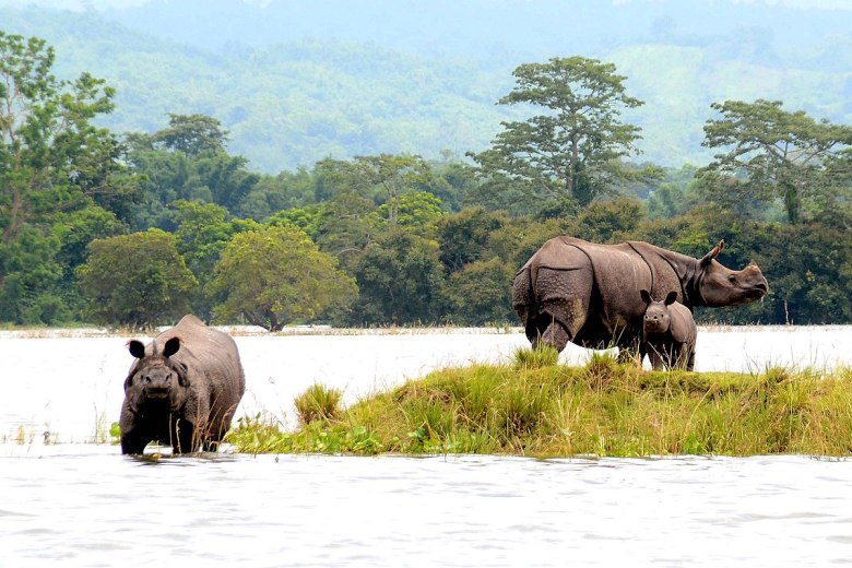 Parque Nacional Kaziranga, Assam: