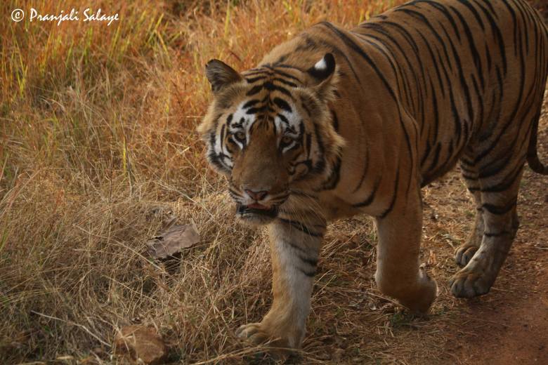 Tadoba National Park, Maharashtra