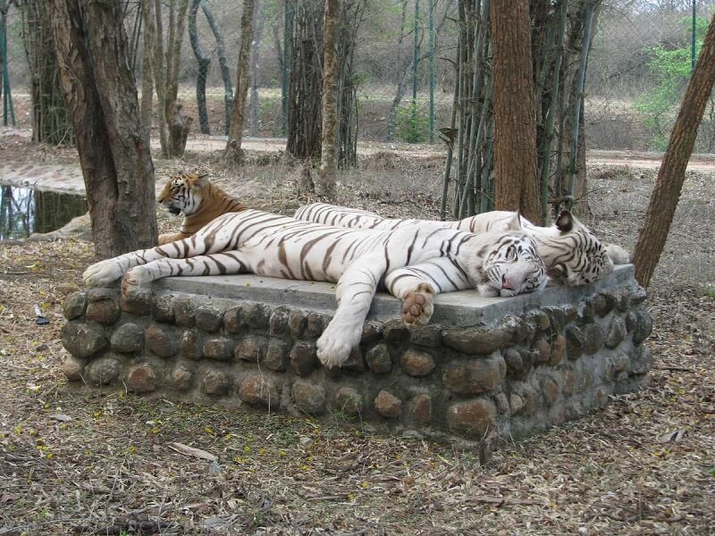 Parque Nacional Bannerghatta, Bangalore