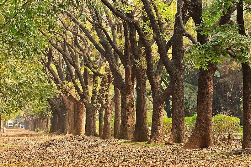Parque Cubbon, Bangalore