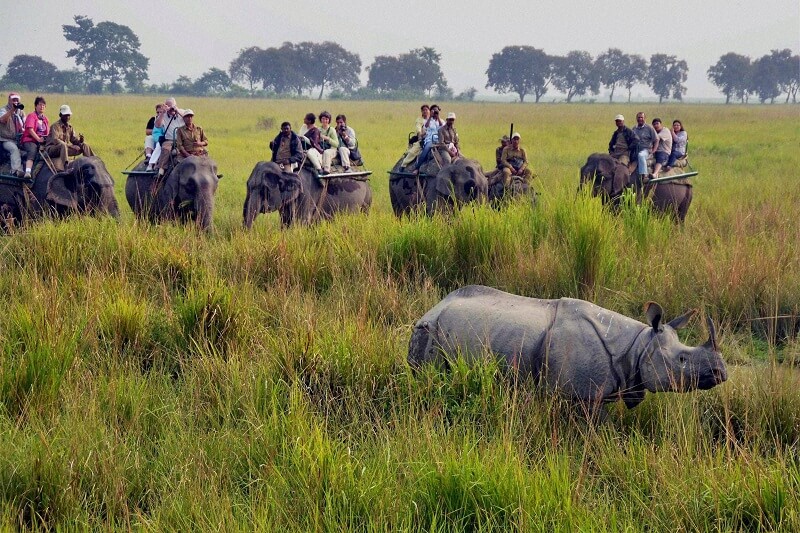 Parque Nacional Kaziranga, Assam