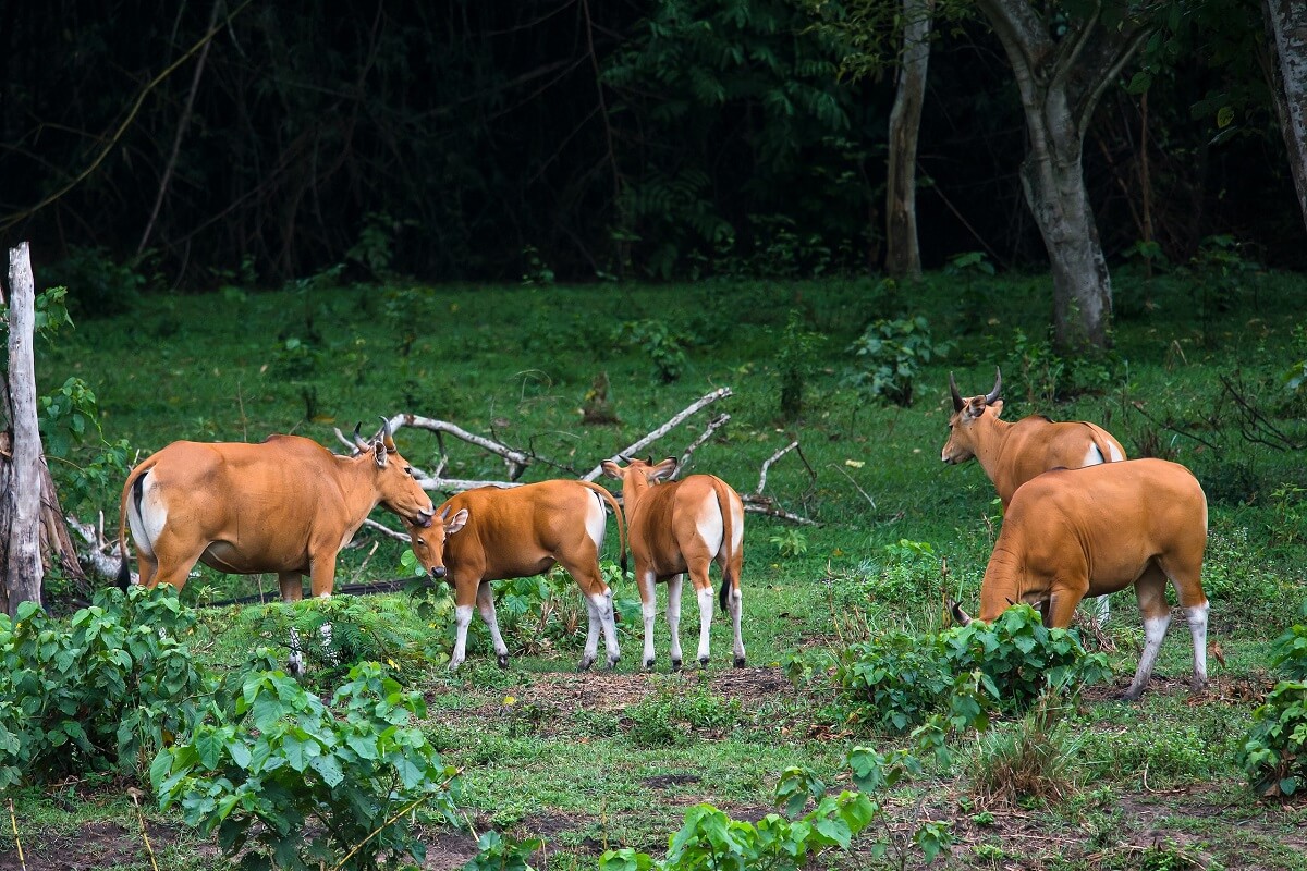 Huai Kha Khaeng santuario de vida silvestre Tailandia