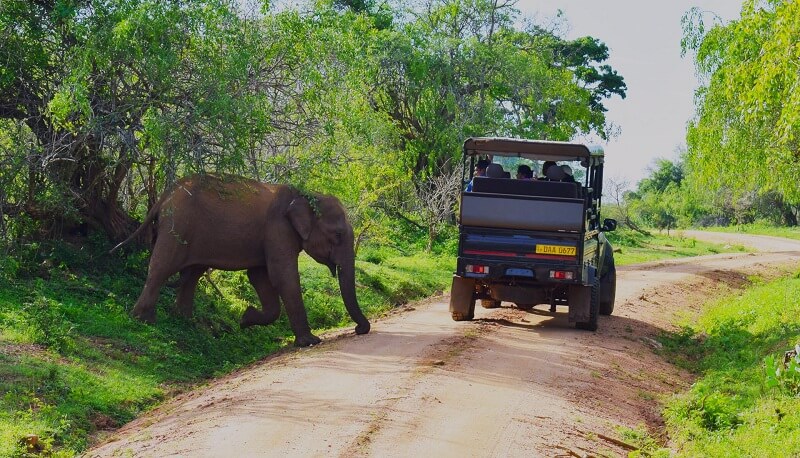 26 Los mejores parques nacionales de Sri Lanka