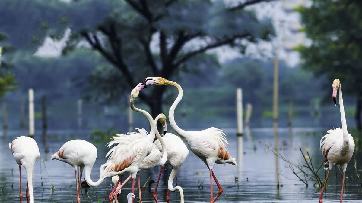 Observación de aves en la reserva de Bharatpur