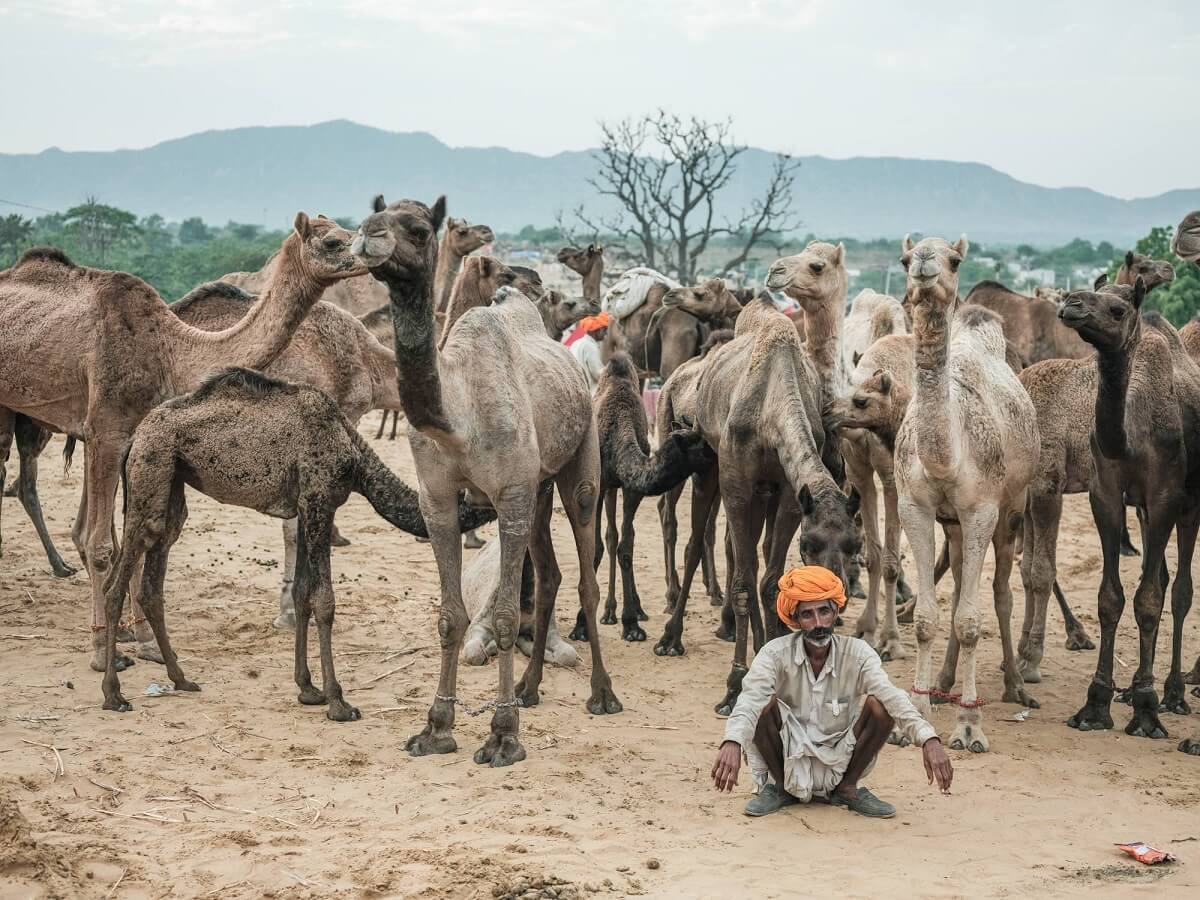 Pastores de camellos de rajasthan