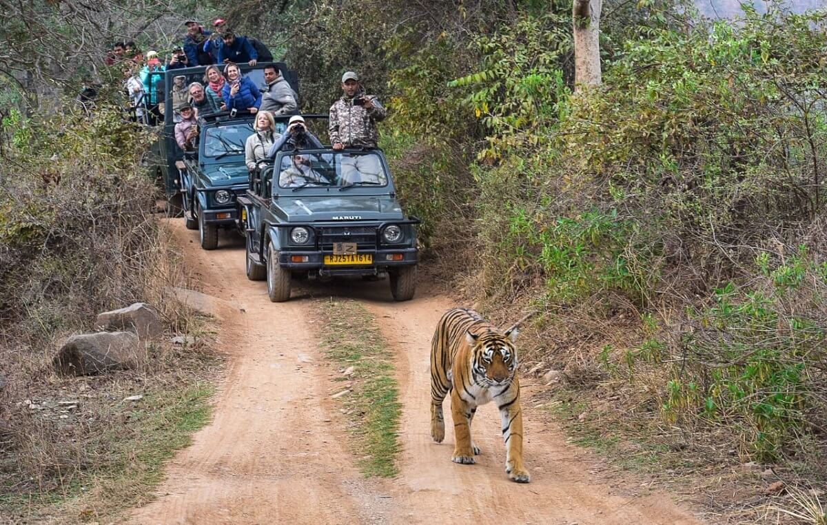tigre en Parque Nacional Ranthambore