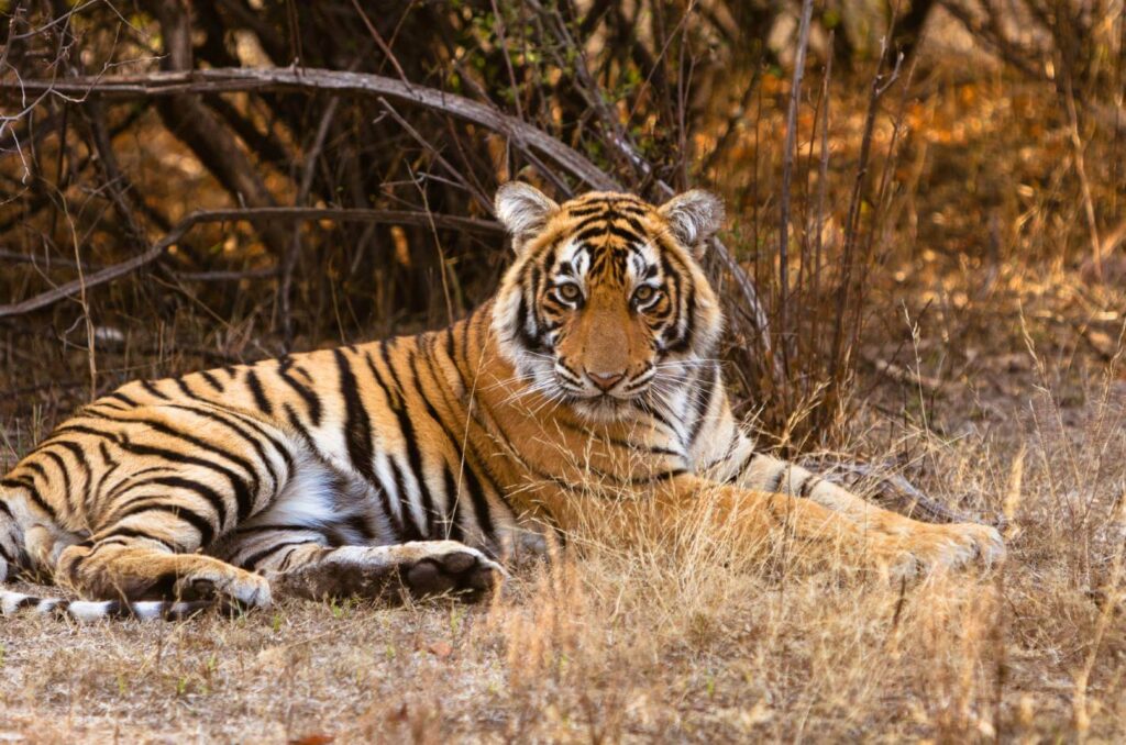 Los 10 mejores destinos para ver tigres en India