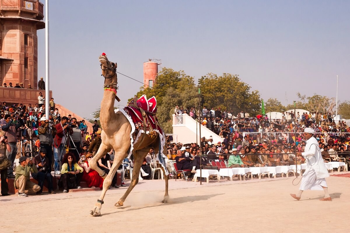 Festivales de camellos Rajasthan