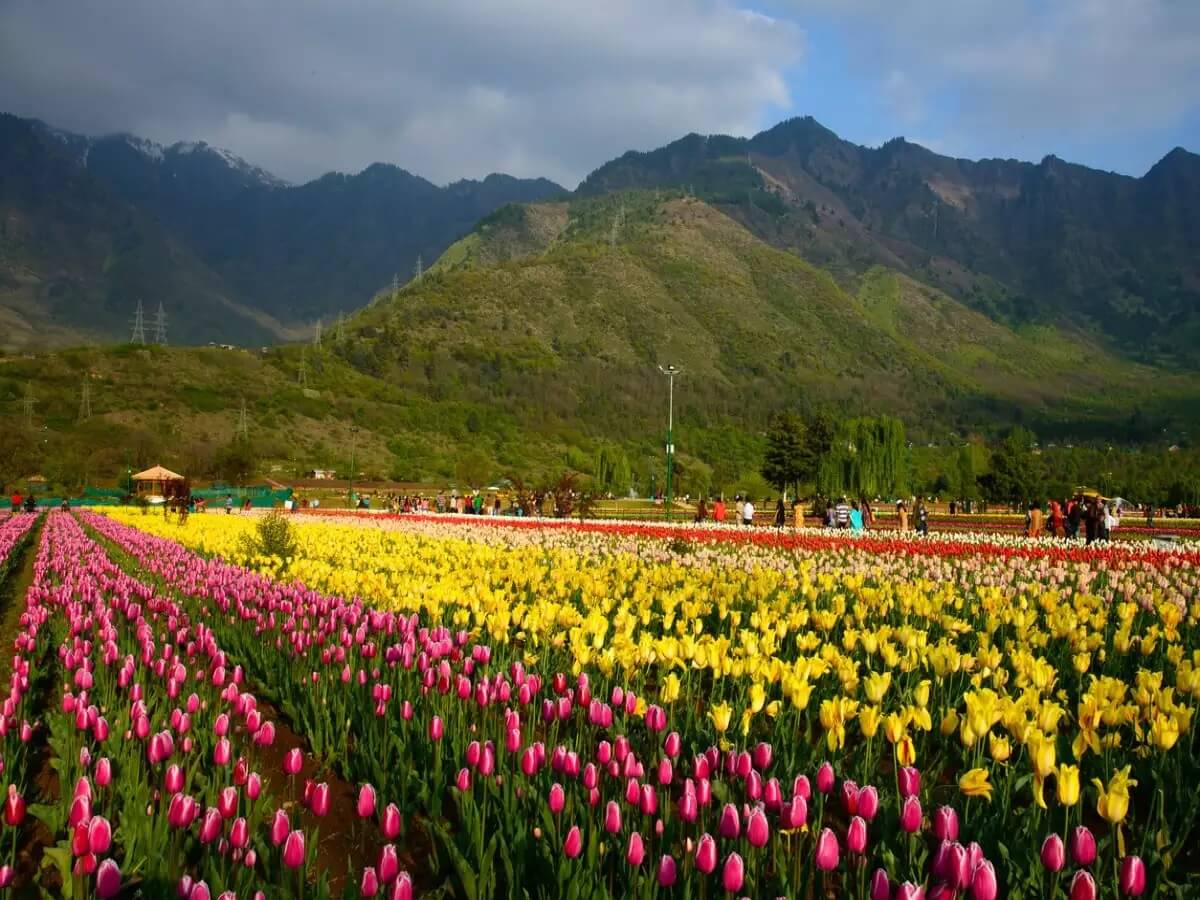 Festival de los tulipanes, Cachemira