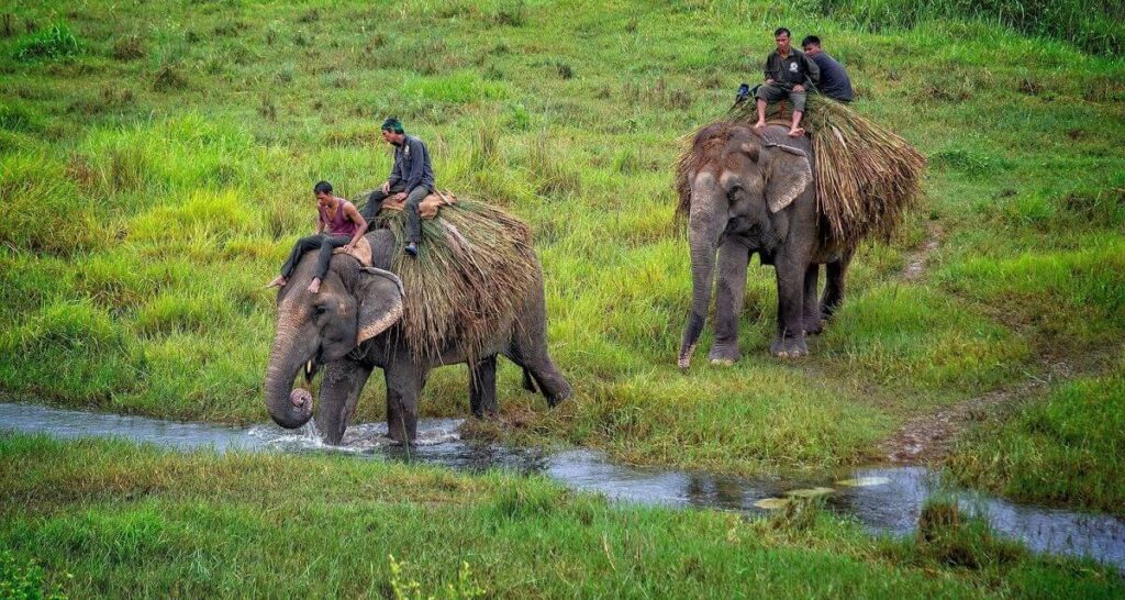 Parque Nacional de Chitwan, Nepal: Horarios de safari, cómo llegar, mejor época para visitar y consejos
