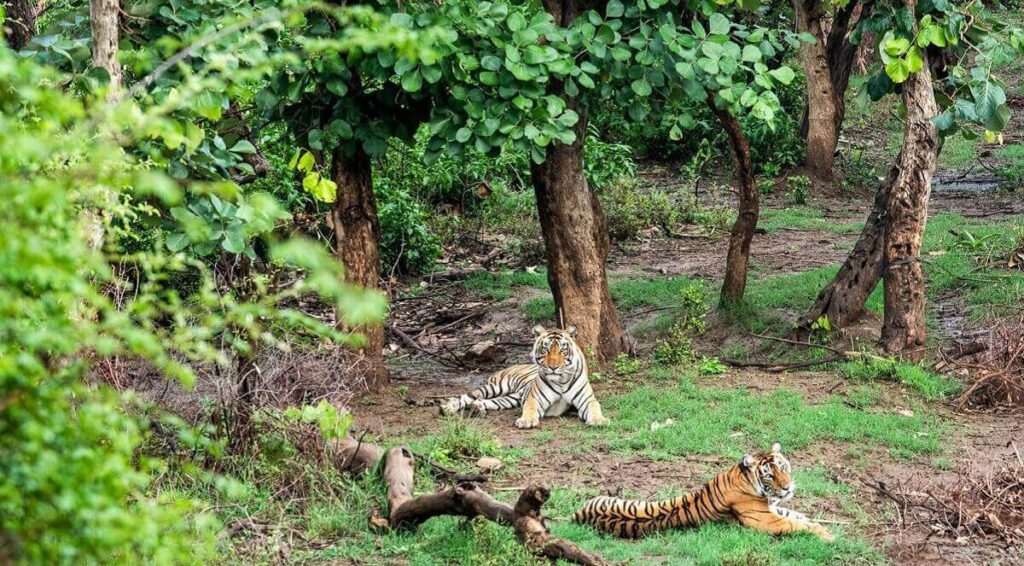 7 Famosos Parques Nacionales de Vida Silvestre en Rajastán