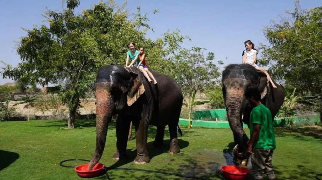 La Guía Definitiva para Visitar la Granja de Elefantes de Jaipur