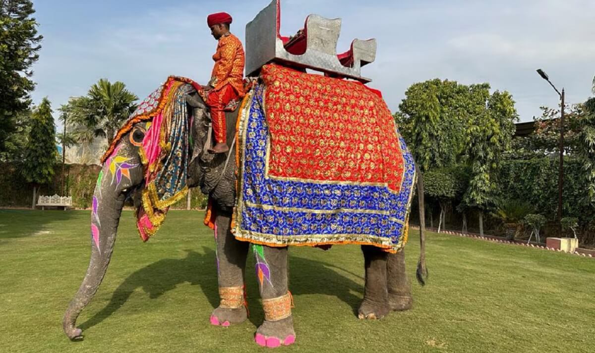 ¿Qué es la Granja de Elefantes de Jaipur?