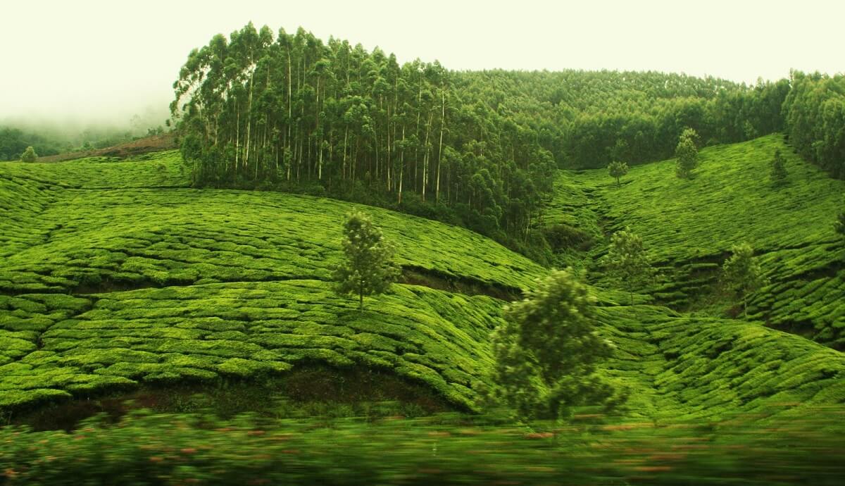 Kolukkumalai Tea Estate
