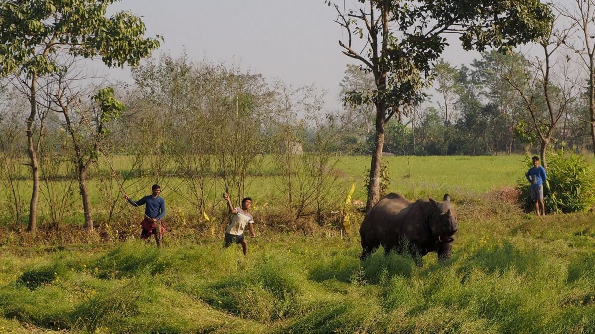Experiencias únicas en Chitwan: Más allá del safari