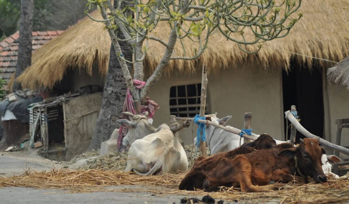 Experimentar la vida rural en Chawad Village