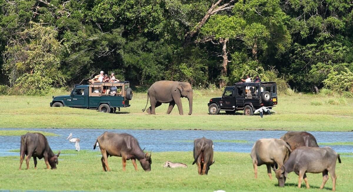 Safari en Minneriya o Kaudulla: la tierra de los elefantes