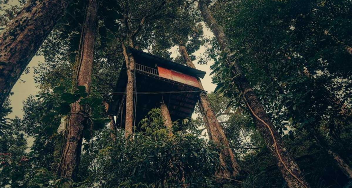 Jungle Jive Treehouse, Munnar