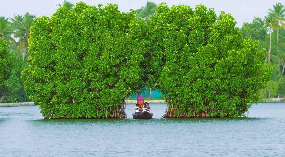 Descubrir la historia del anacardo en Kollam