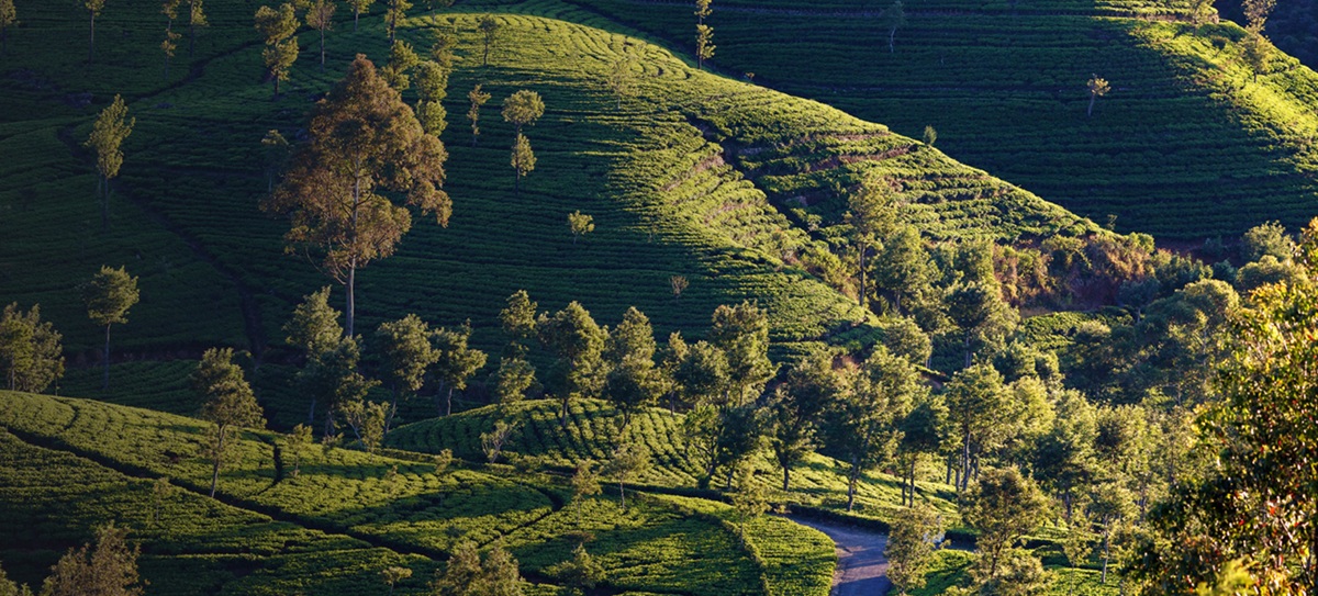 Degustar té local con vistas panorámicas