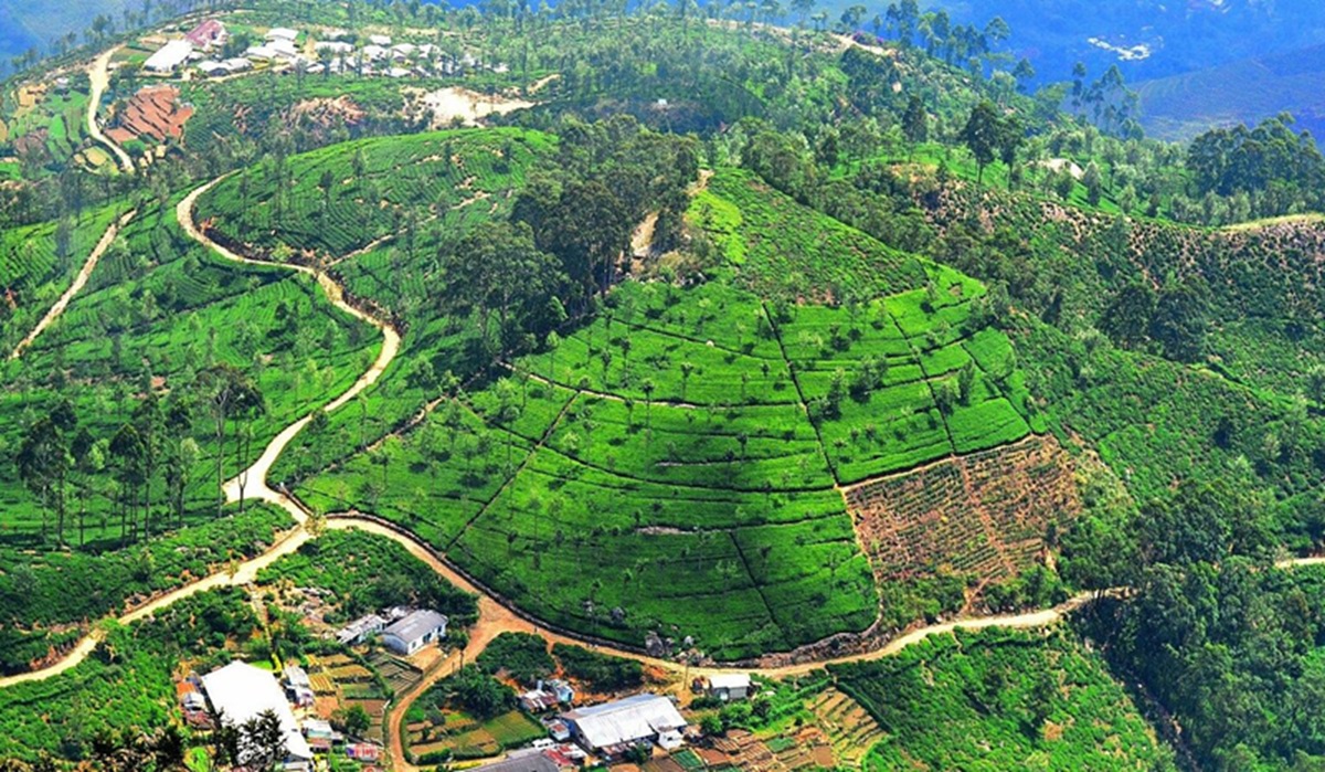 Caminar entre las plantaciones de té hasta Dambatenne Tea Factory