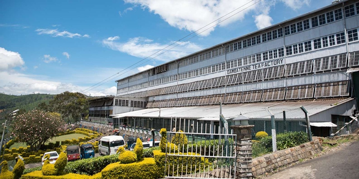 Hacer una visita guiada a Dambatenne Tea Factory