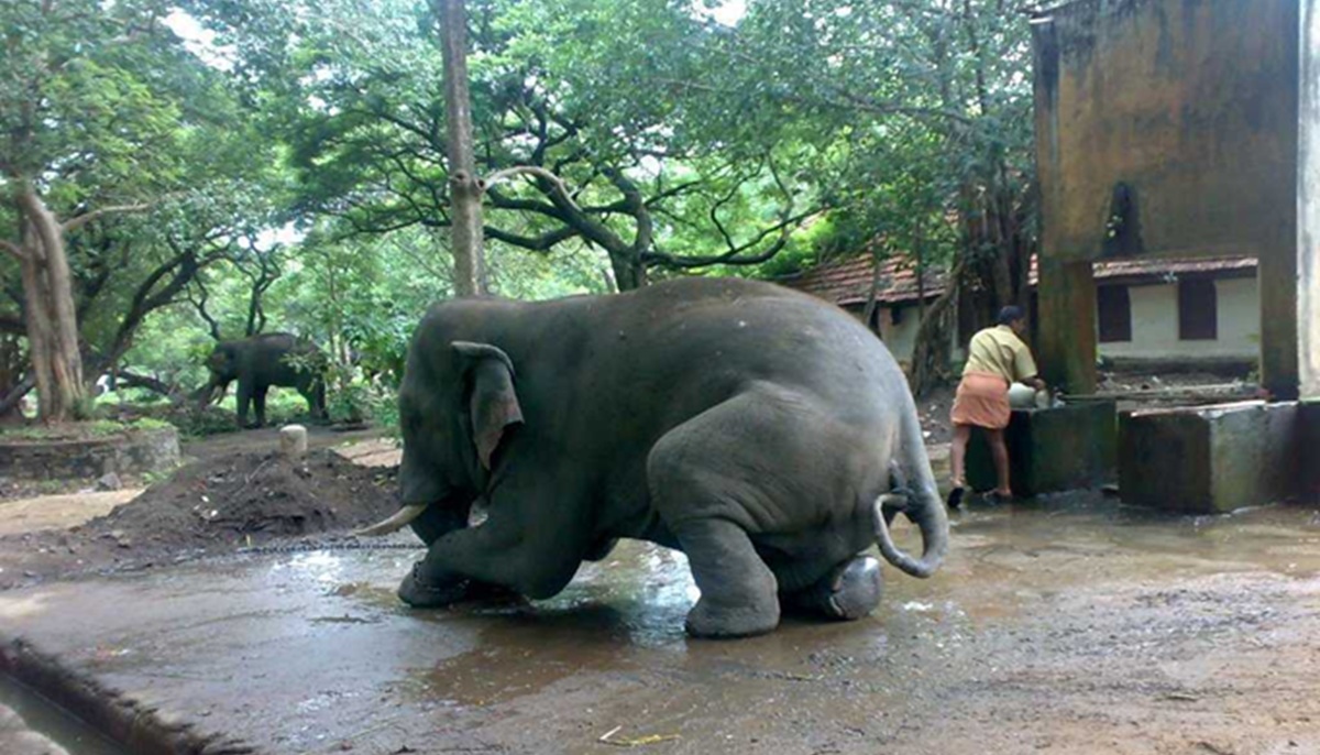 Explorar el Guruvayur Elephant Sanctuary (Punnathur Kotta)