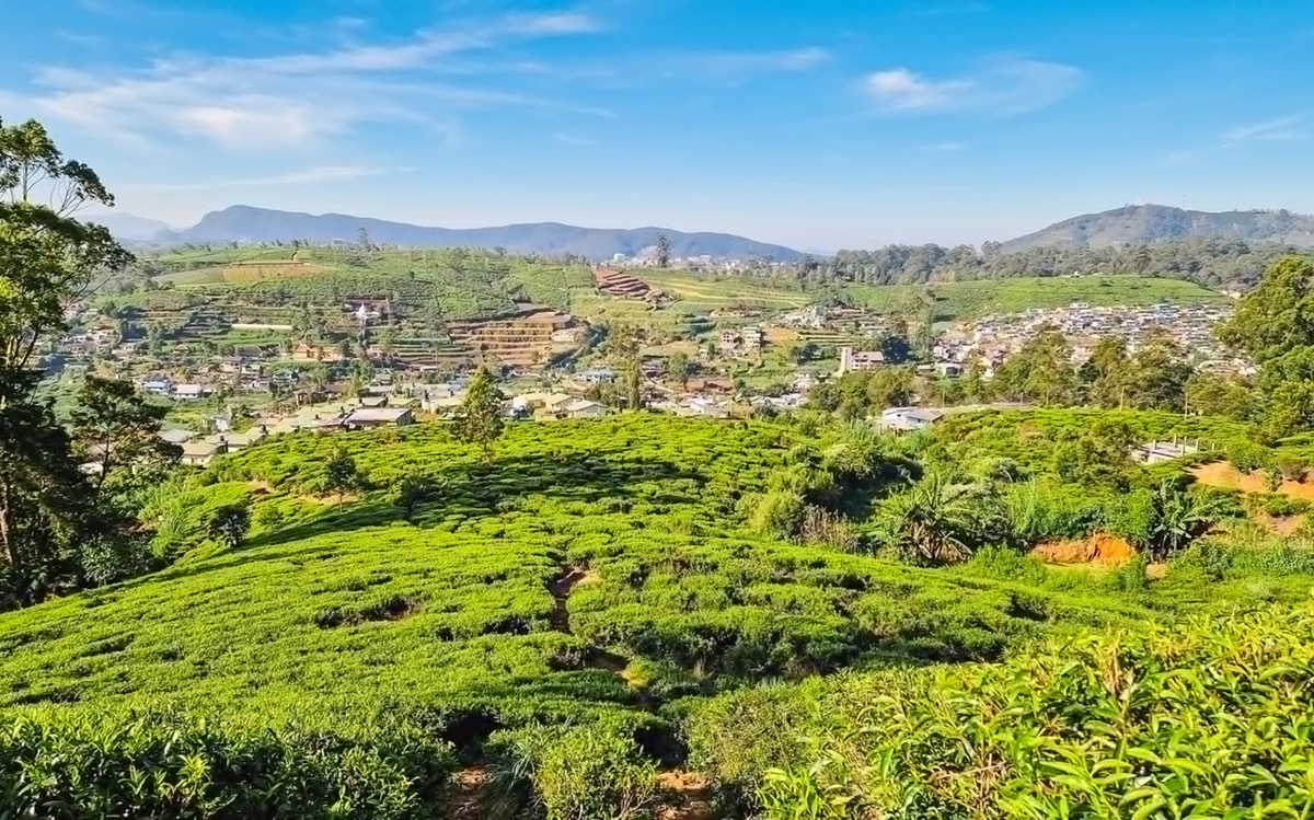 Explora las plantaciones de té de Nuwara Eliya