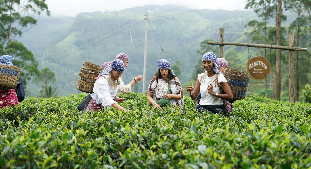Vive la experiencia del té de la tarde
