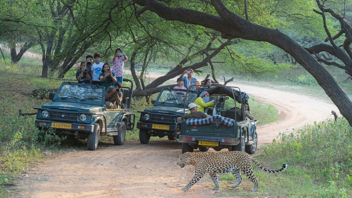 ¿En qué se diferencia el safari de Jawai de otros safaris en India?
