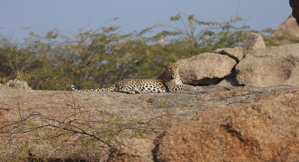 ¿Por qué es más fácil ver leopardos en Jawai?