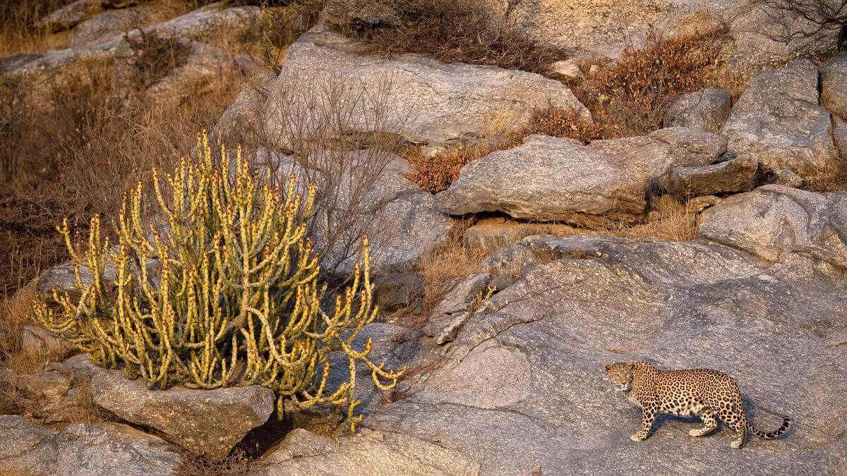 Jawai y otros destinos cercanos para combinar tu viaje