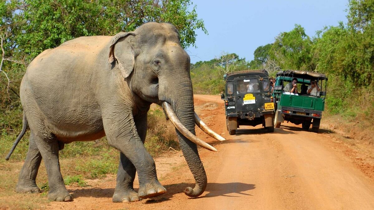 Parque Nacional Yala Sri Lanka
