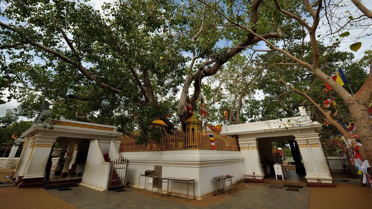 Sri Maha Bodhi Anuradhapura