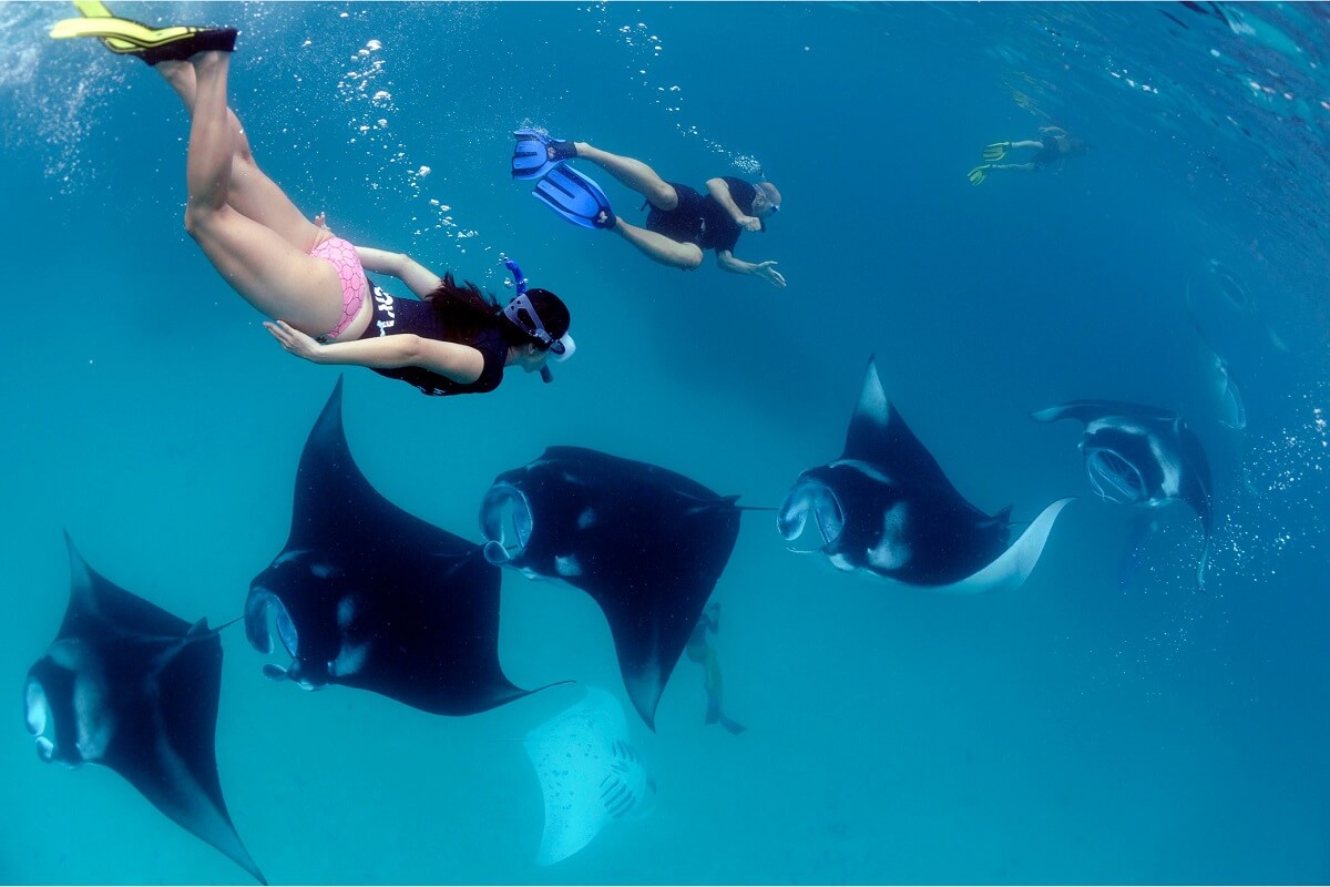 Avistamiento de mantarrayas maldivas