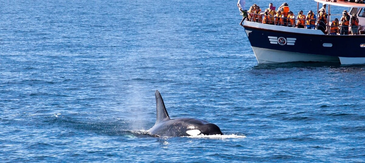 tour de avistamiento de ballenas y delfines Mirissa