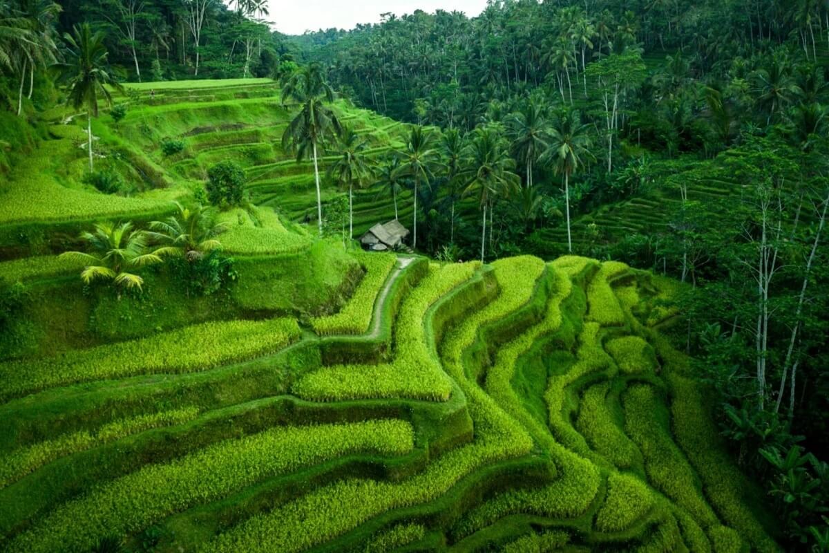 Terrazas de arroz de Tegallalang