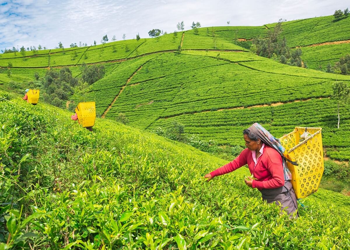 Nuwara Eliya Sri Lanka