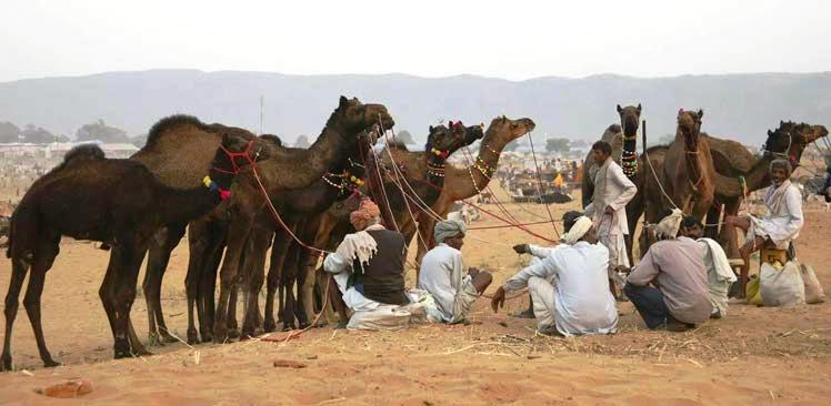 Tour del Desierto en Pushkar