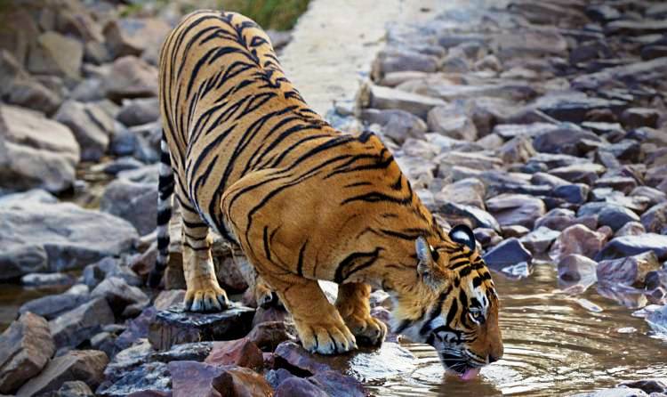 Safari de Vida Silvestre en Oeste de la India