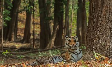 Bandhavgarh