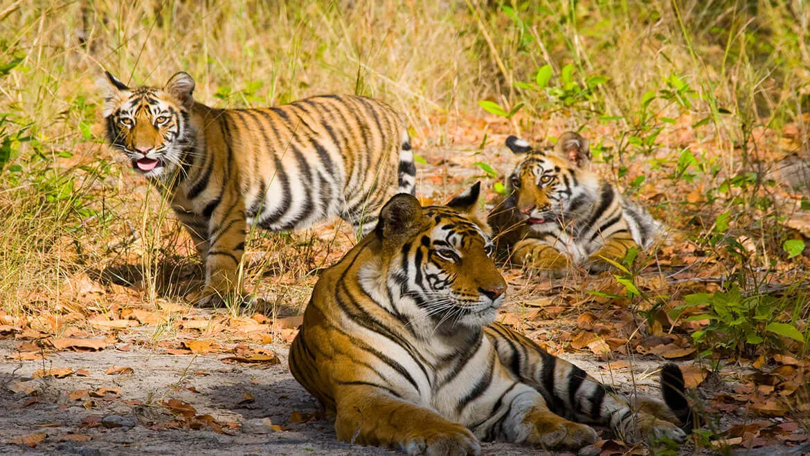Bandhavgarh, una de las paradas de 12 Días: Triángulo Dorado, Bandhavgarh y Kanha