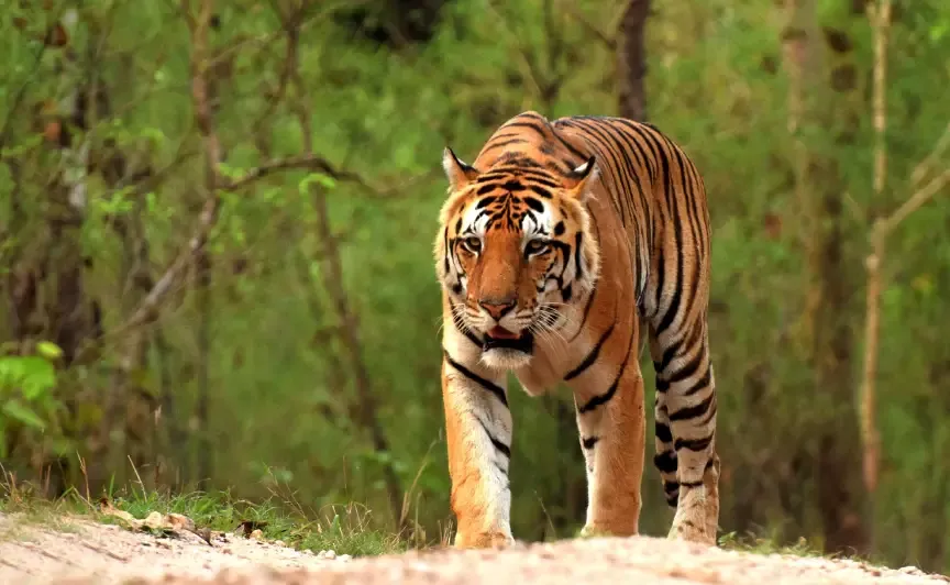 Kanha en este itinerario