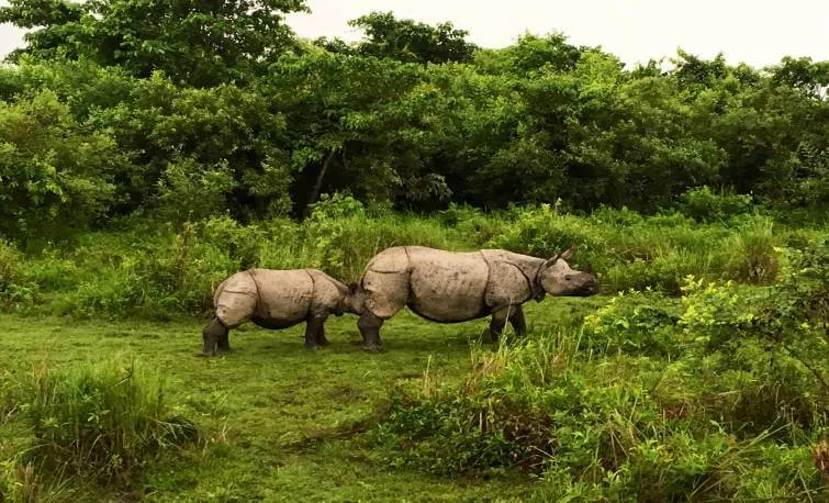 Kaziranga en este itinerario