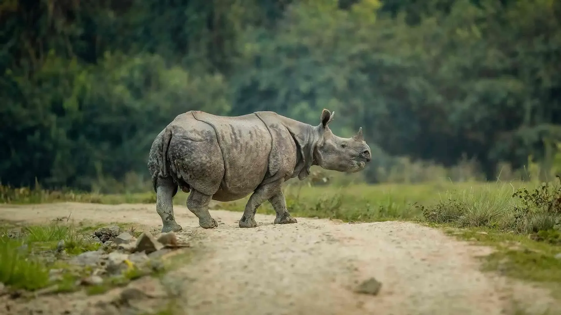 Naturaleza y vida silvestre en Kaziranga