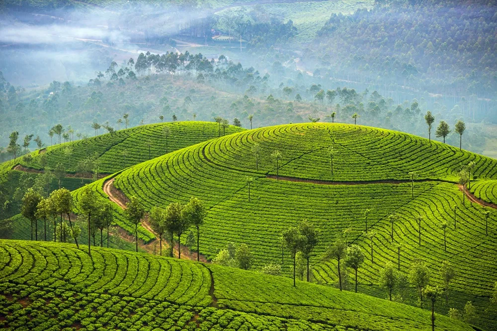 Kerala, una de las paradas de 13 Días: Ayurveda y Kerala
