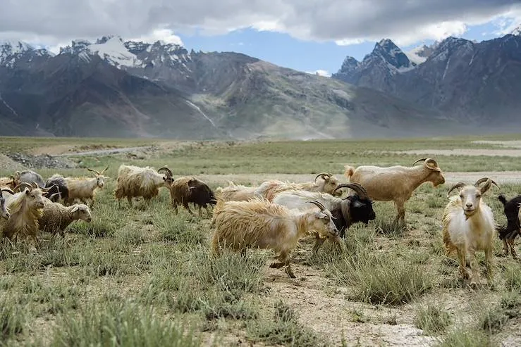 Leh, una de las paradas de Tour de 7 Días en Leh: Lamayuru, Nubra y Hemis